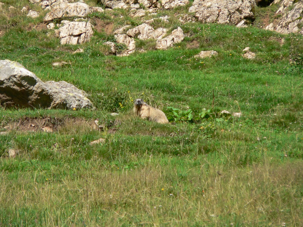 curieux de nature : observation des marmottes