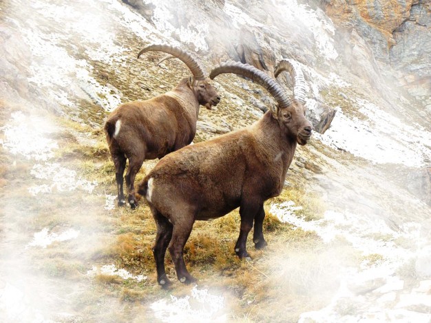 Randonnée dans le parc national des Écrins pour aller à la rencontre des chamois ou des bouquetins, animaux emblématiques des Alpes.
Afin de découvrir la merveilleuse adaptation de ces animaux face à la rudesse de l'hiver.